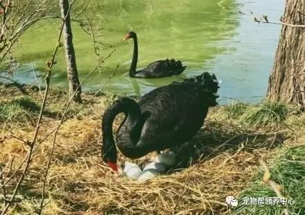 黑天鹅最新爆料视频,揭秘惊天秘密，颠覆传统认知  第1张